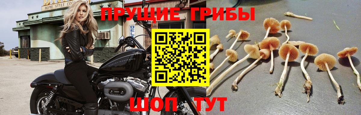 Рубцовск  Псилоцибиновые грибы Cubensis  Вход с VPN 
